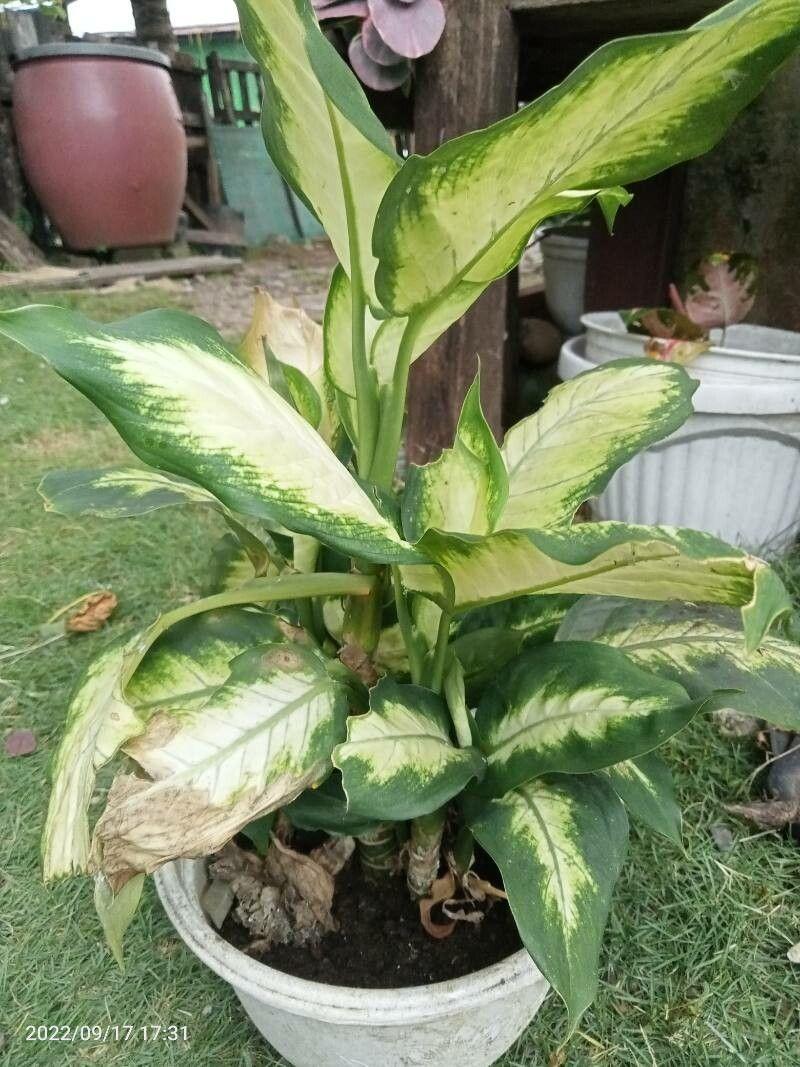 Dieffenbachia seguine