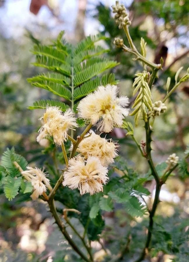 How To Grow Acacia mearnsii | EarthOne