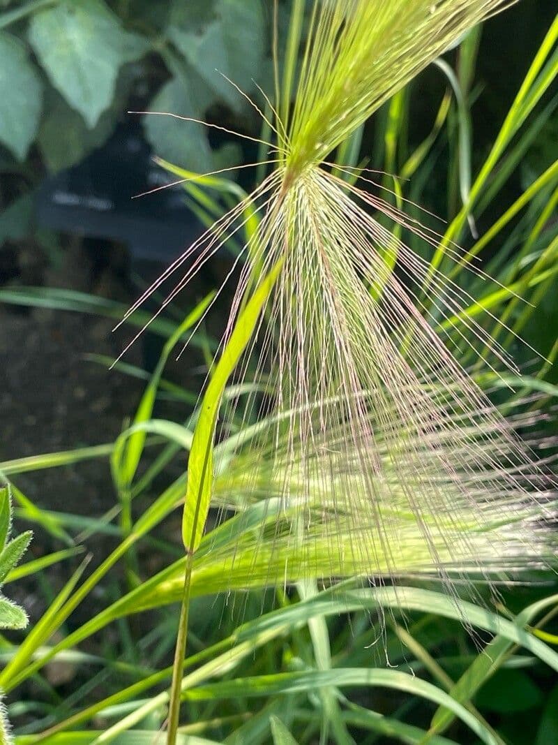 Hordeum jubatum