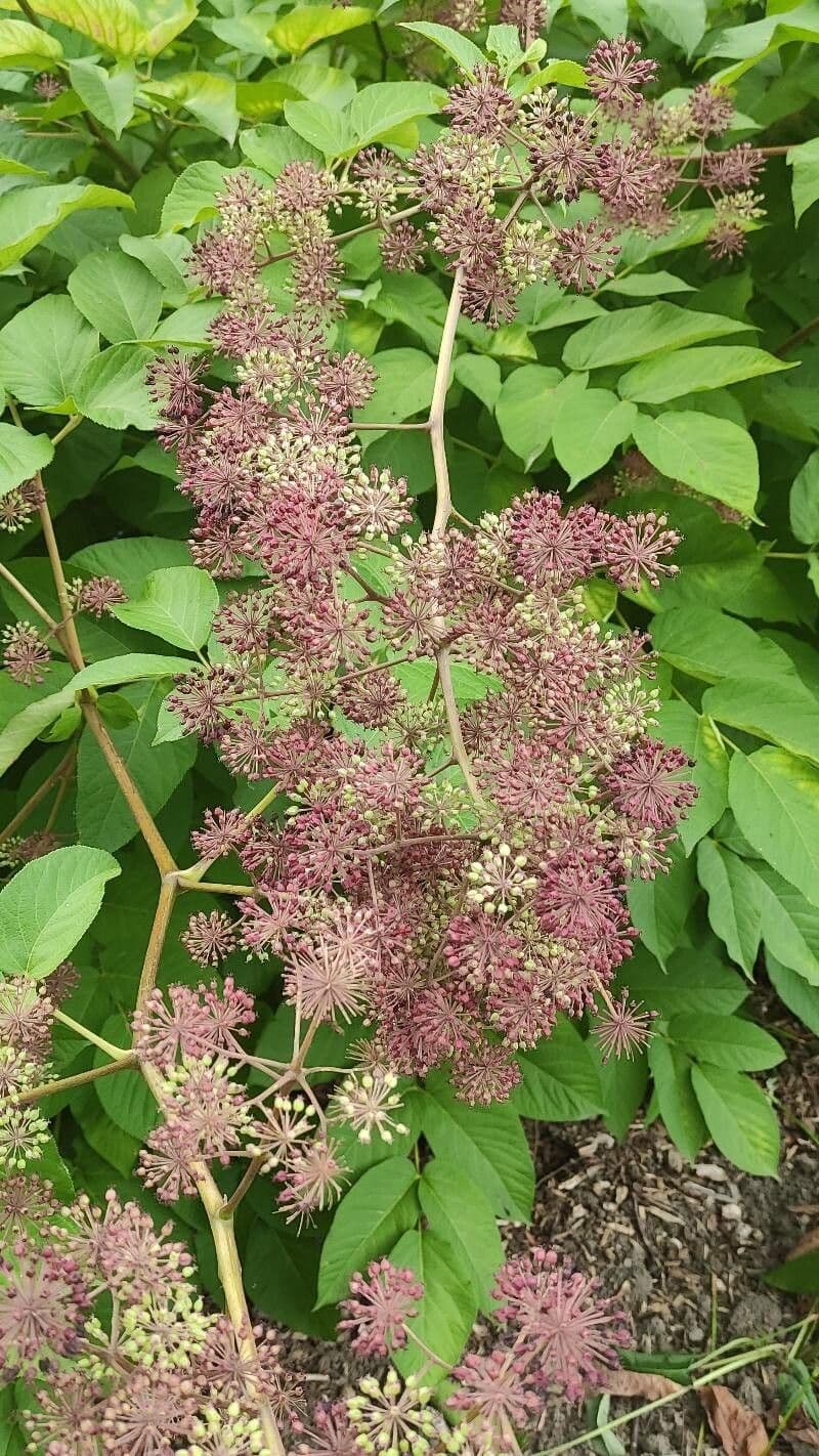 Aralia californica