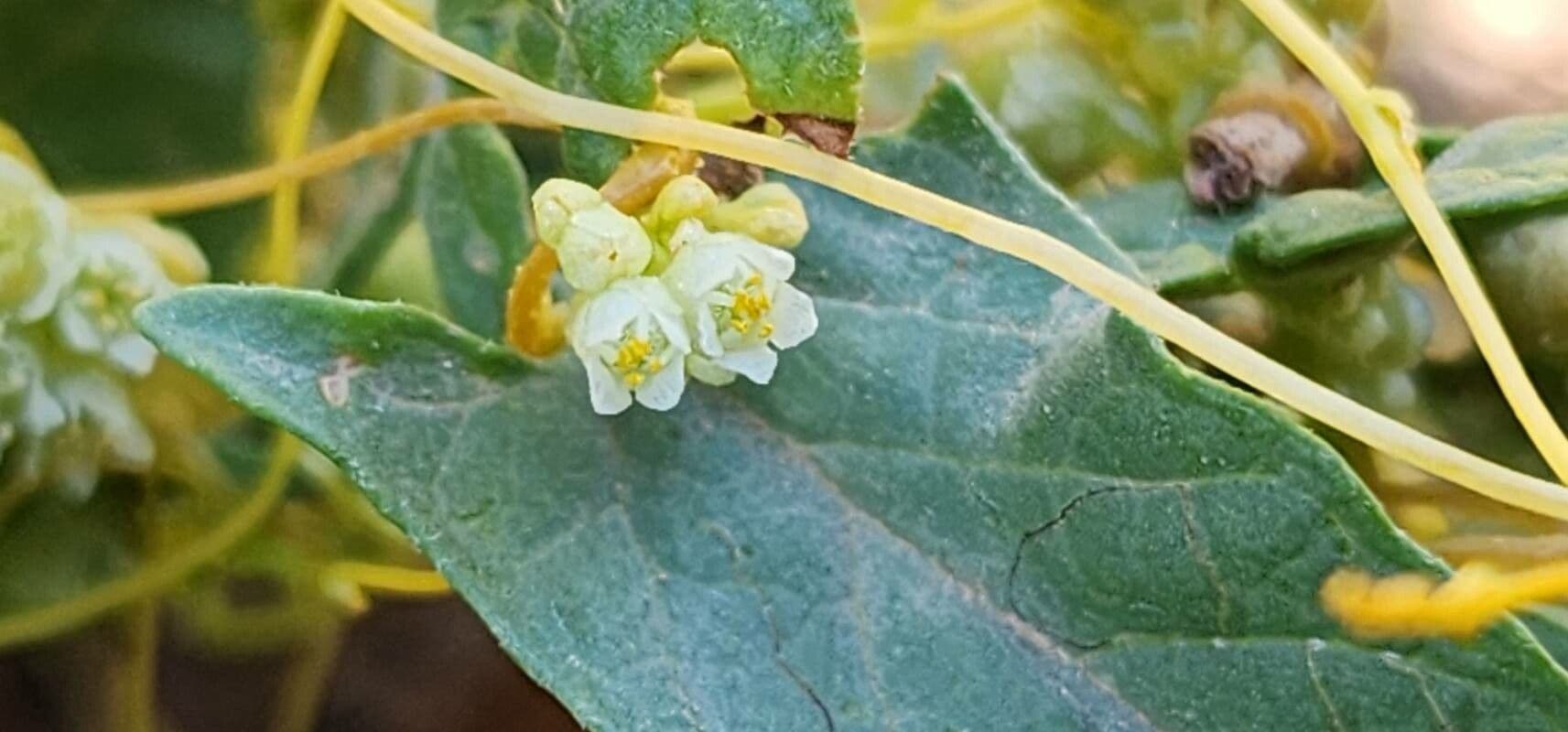 Cuscuta campestris