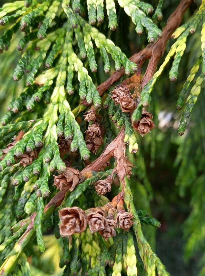 Thuja plicata