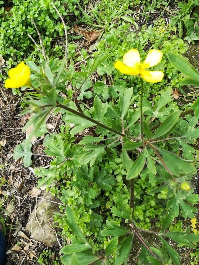 Ranunculus bulbosus