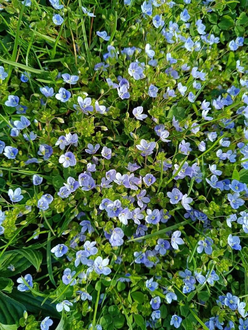 Veronica filiformis