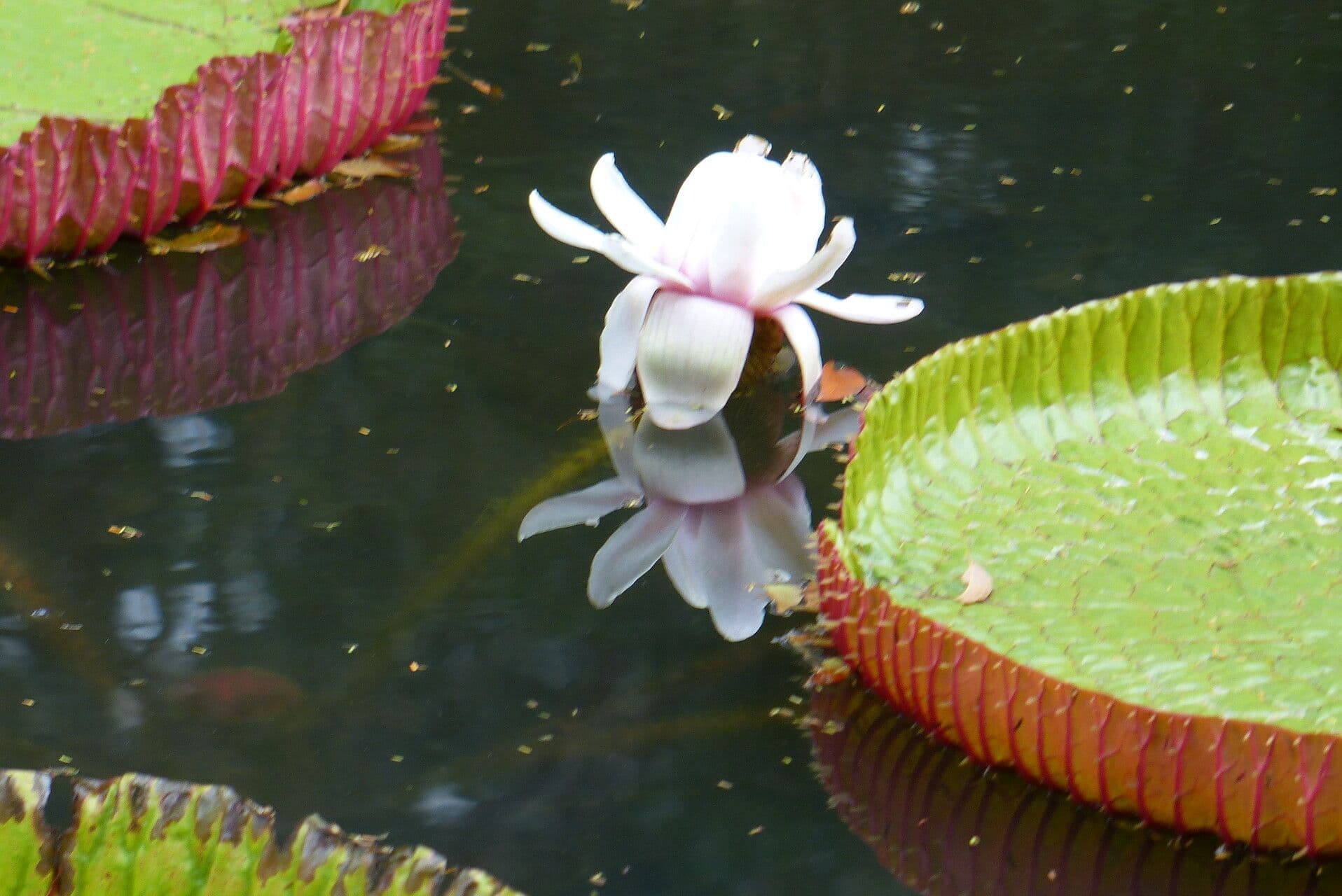 Victoria amazonica