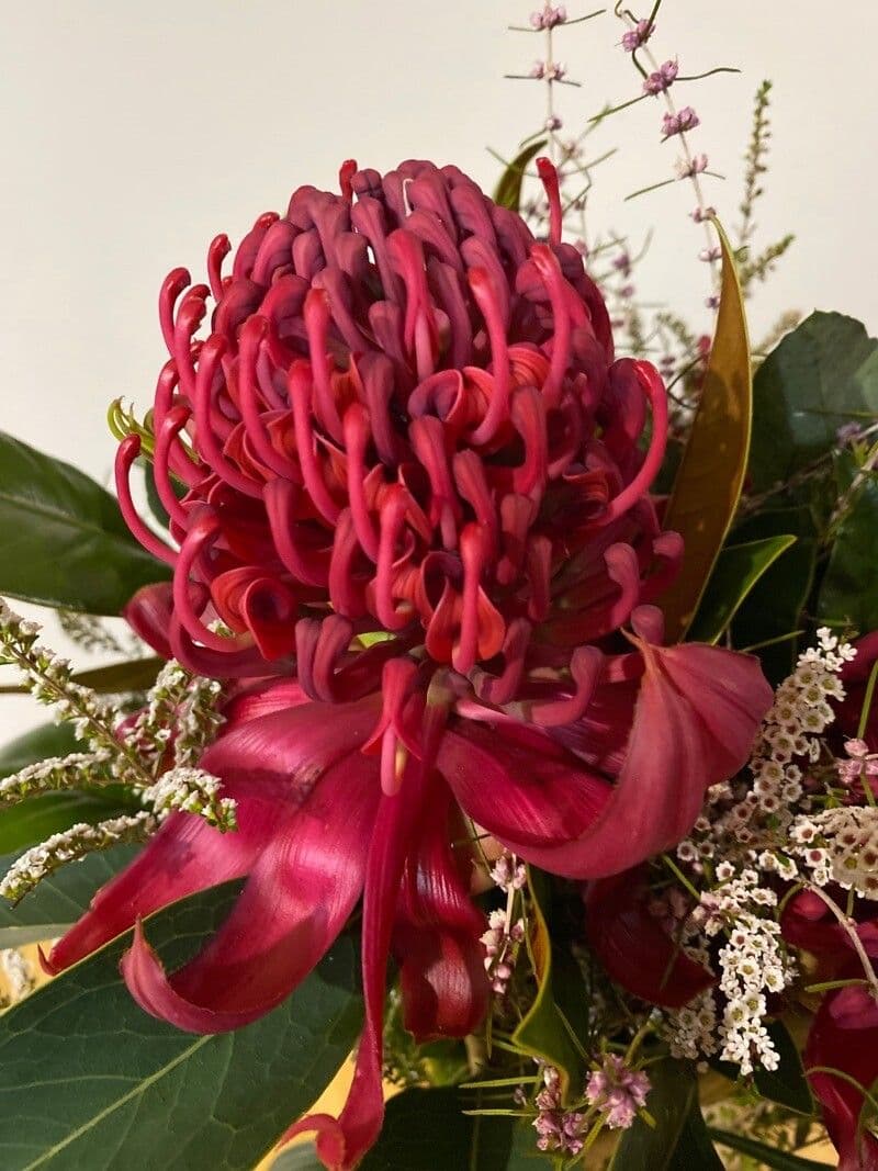 Telopea speciosissima