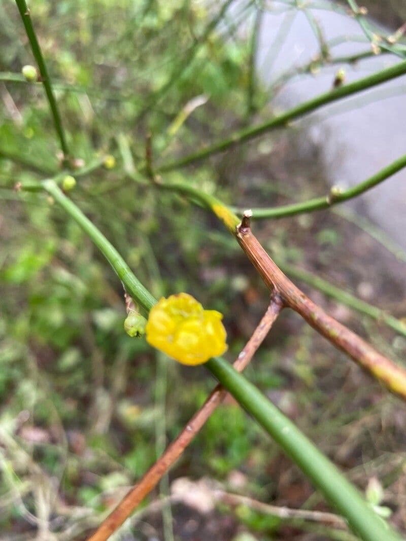 Smilax rotundifolia