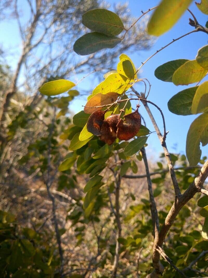 Burkea africana