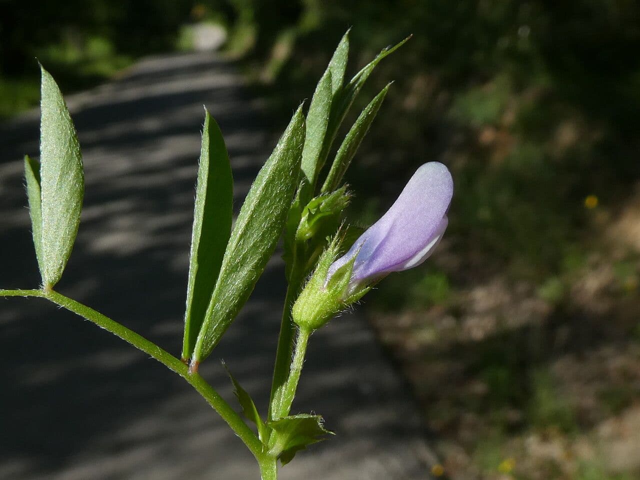 Vicia bithynica