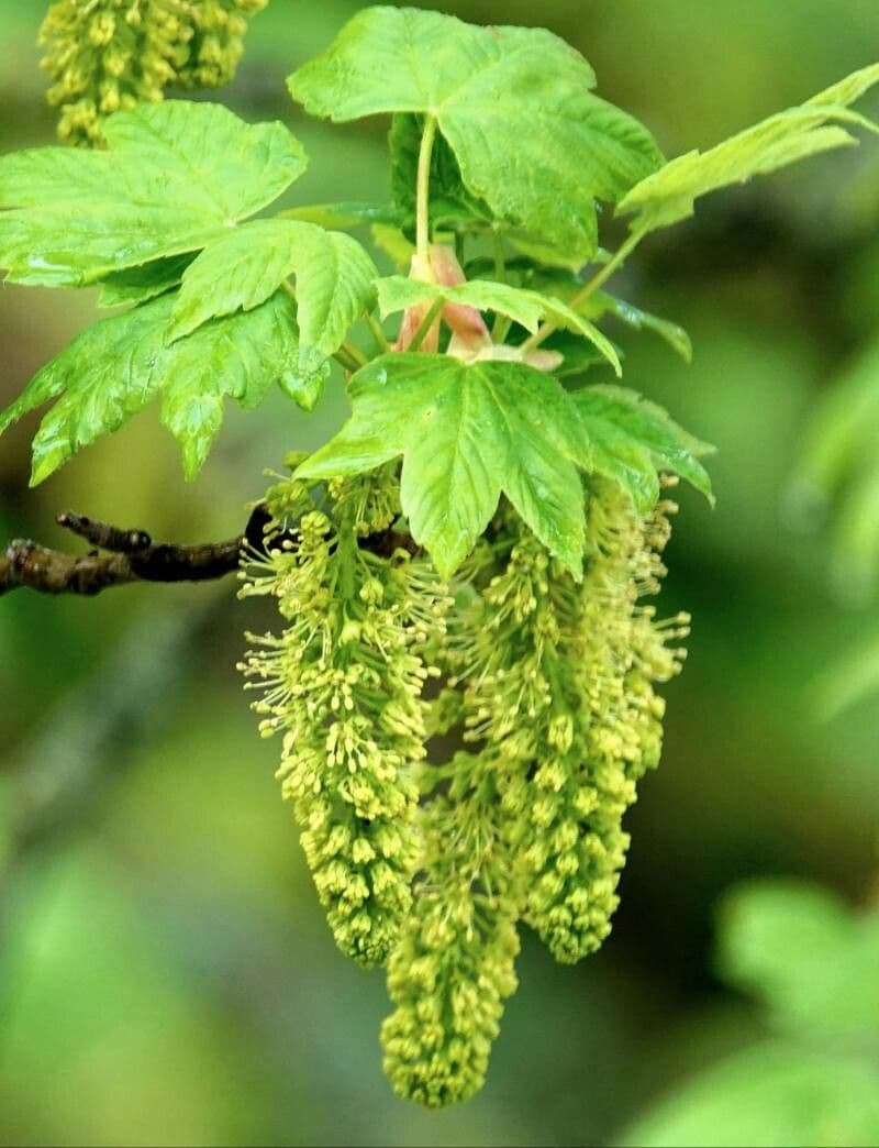 Acer pseudoplatanus