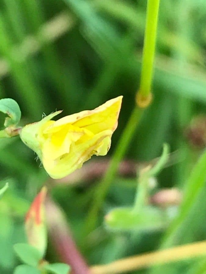 Lathyrus annuus