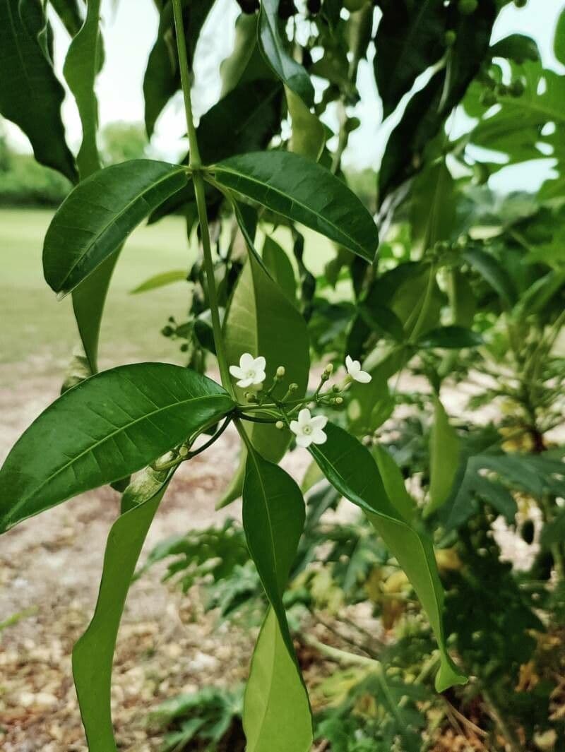 Cestrum diurnum