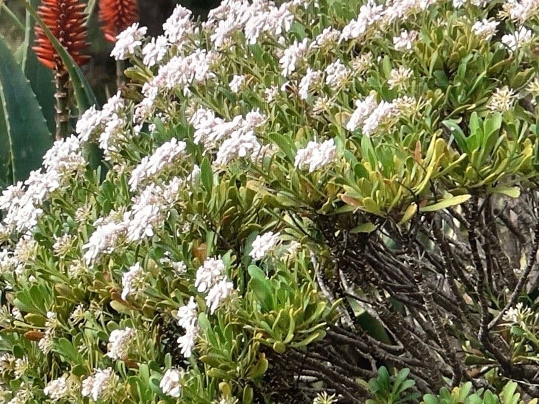 Iberis semperflorens
