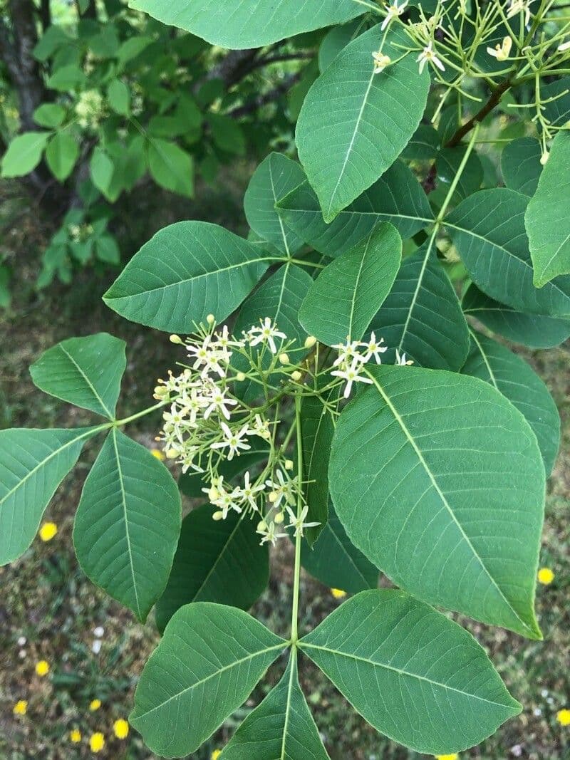 Ptelea trifoliata