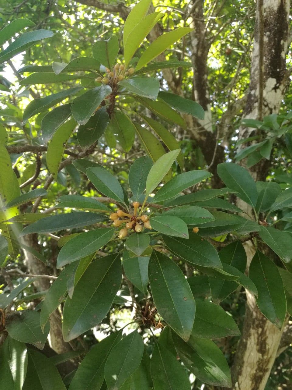 Manilkara zapota