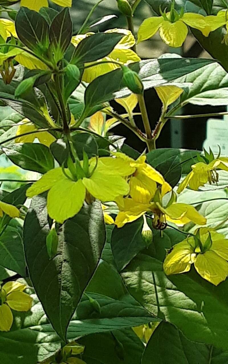 Lysimachia ciliata