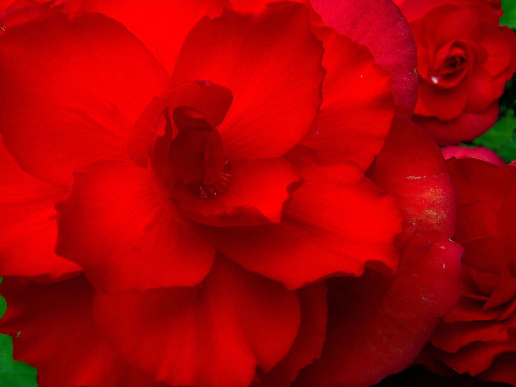 Begonia grandis