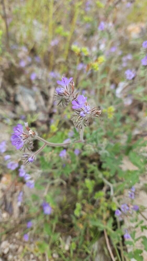 Phacelia distans