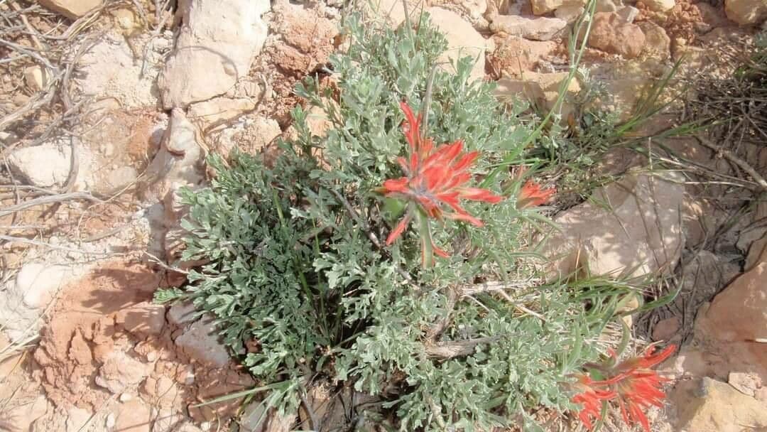 Castilleja applegatei