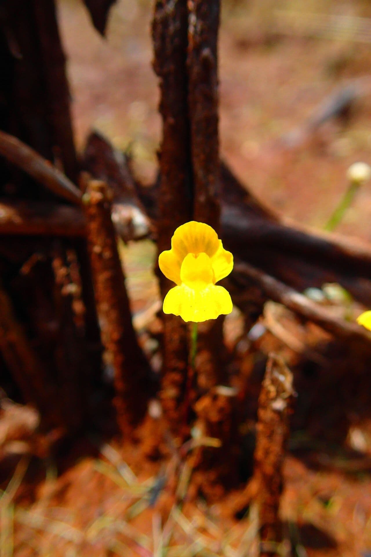 Utricularia gibba