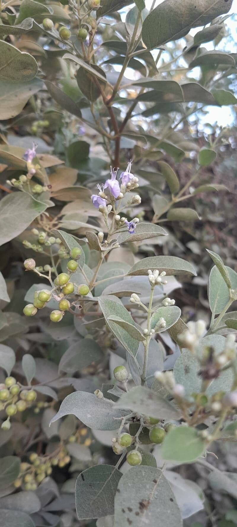 Vitex trifolia