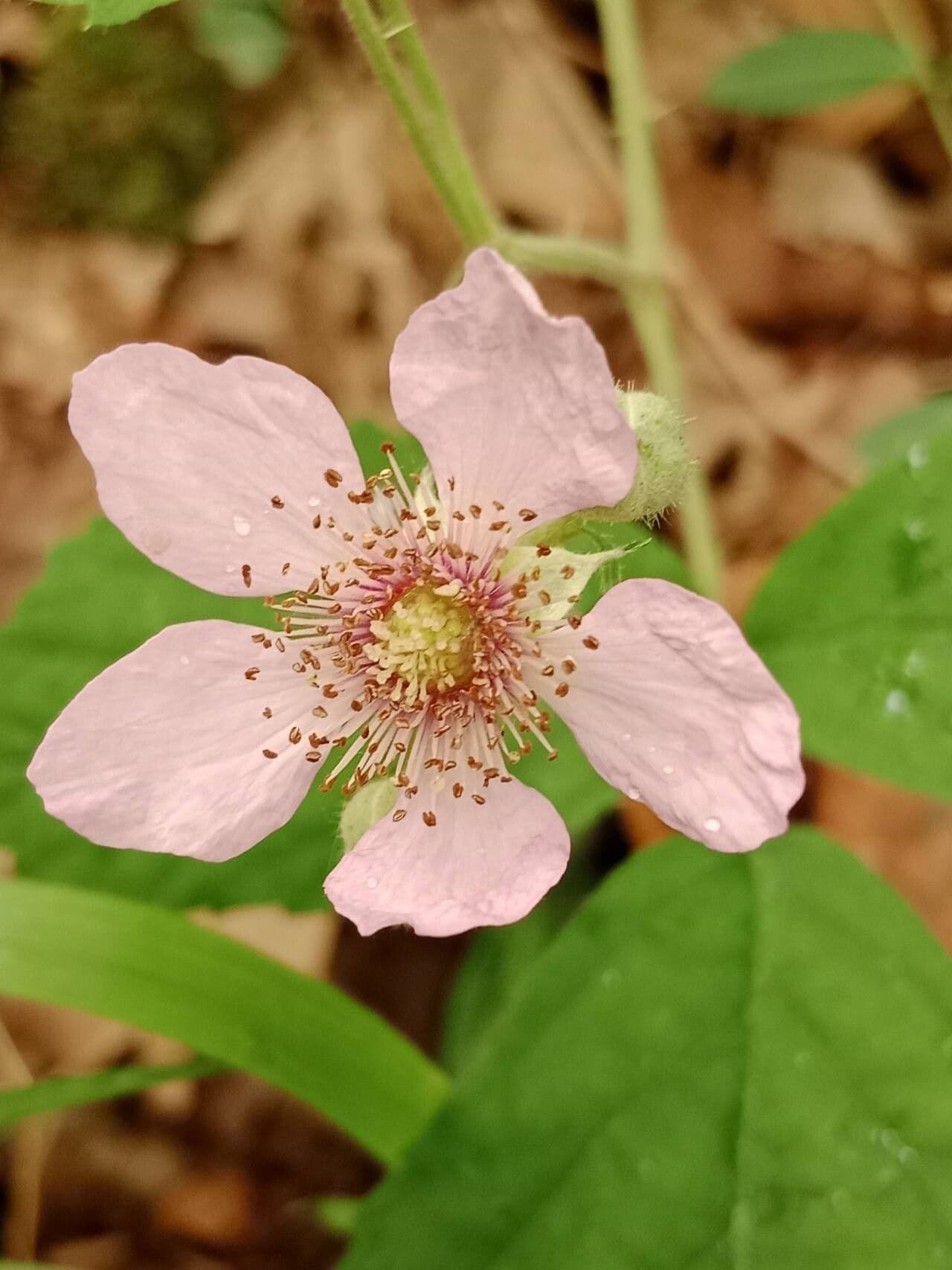 Rubus adscitus