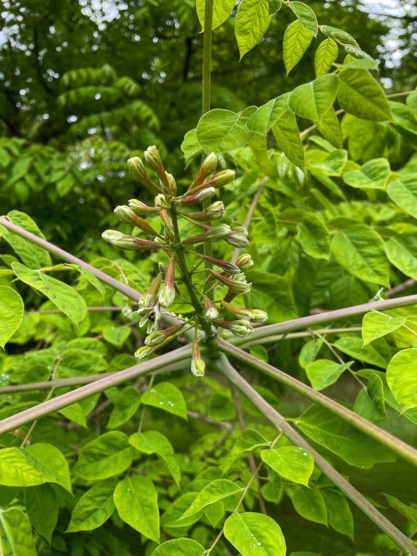 Gymnocladus dioicus