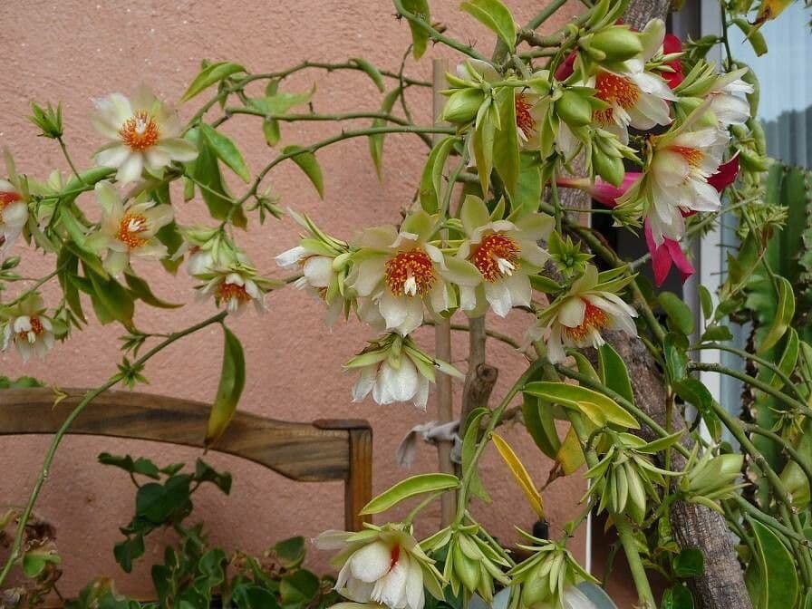 Pereskia aculeata