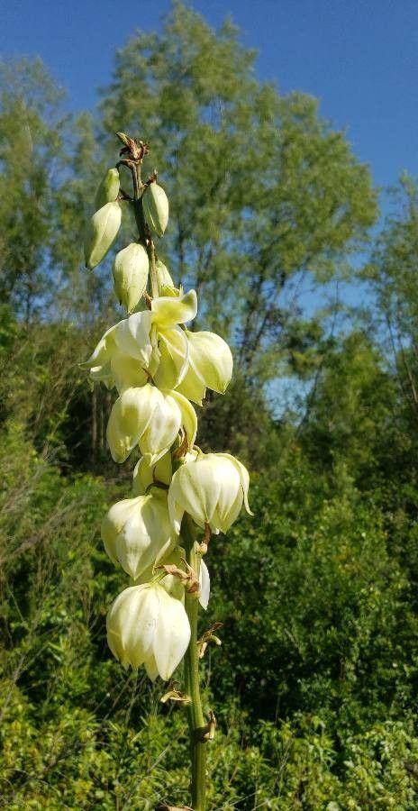 Yucca rupicola