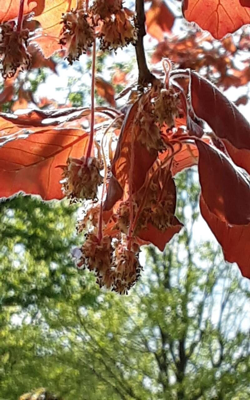 Fagus sylvatica