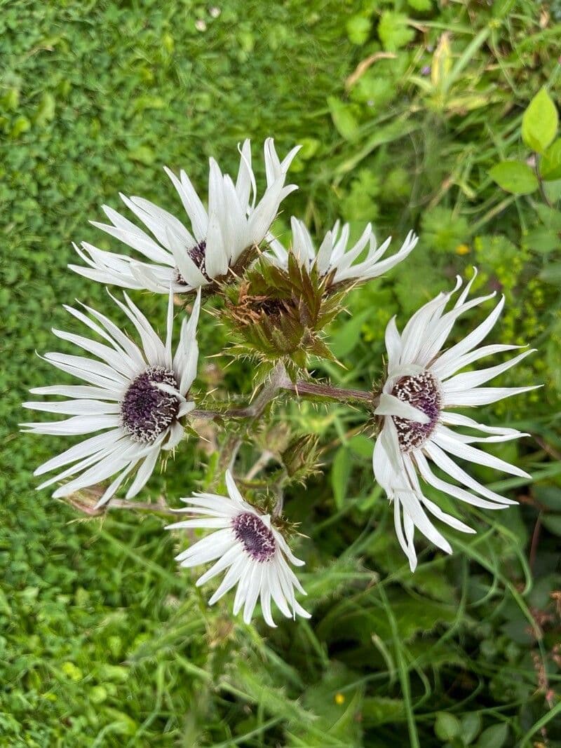 Berkheya purpurea