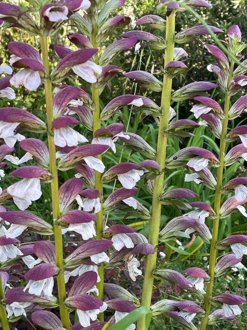 Acanthus spinosus