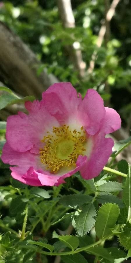 Rosa roxburghii