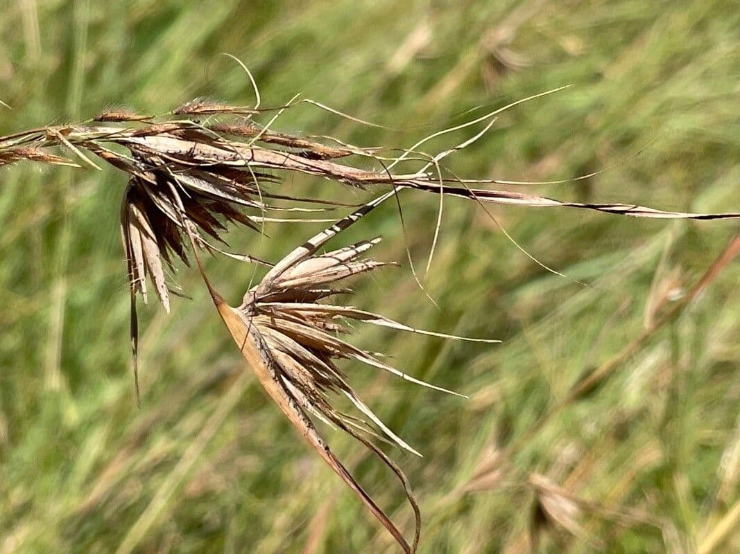 Themeda triandra