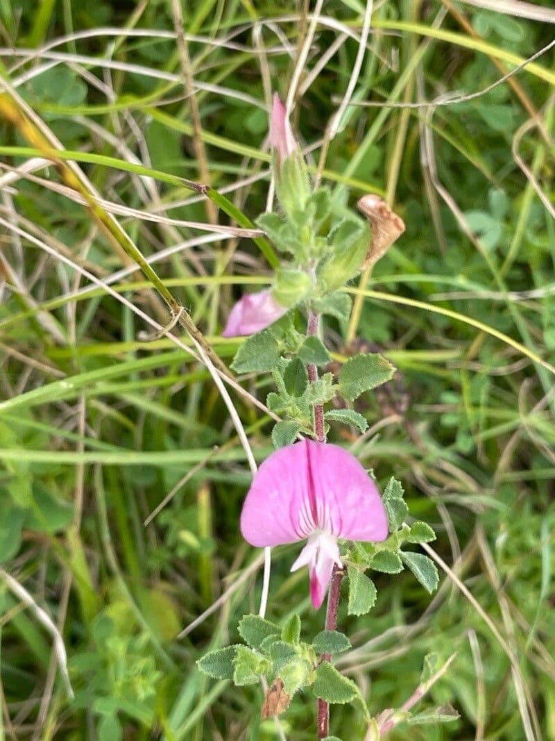 Ononis spinosa