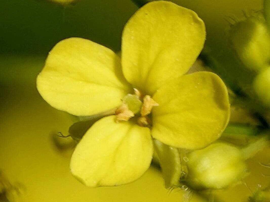 Bunias orientalis