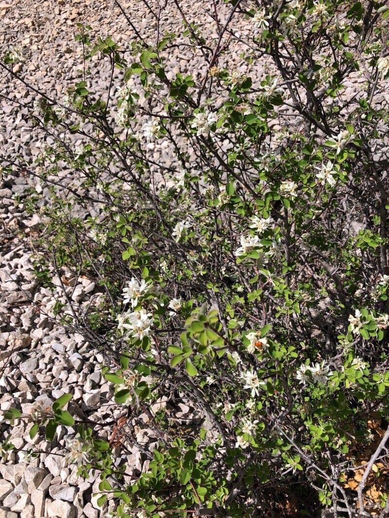 Amelanchier utahensis