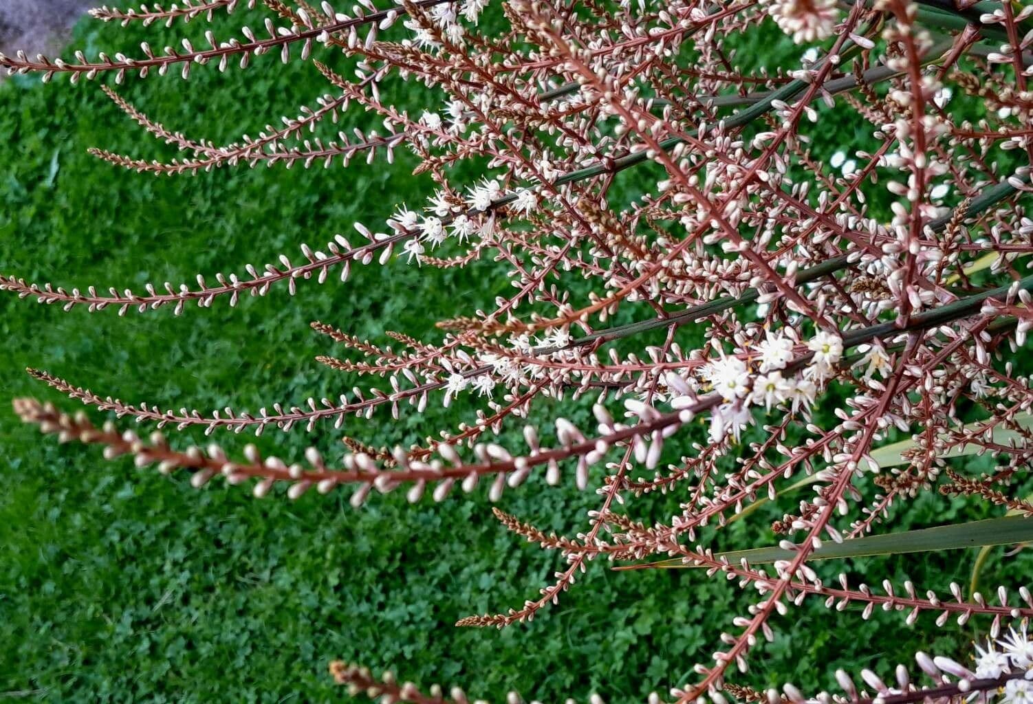 Cordyline australis