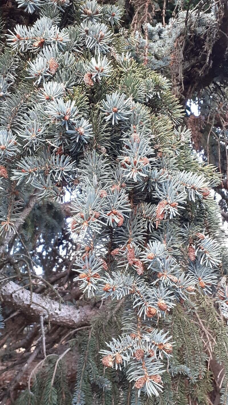 Picea pungens