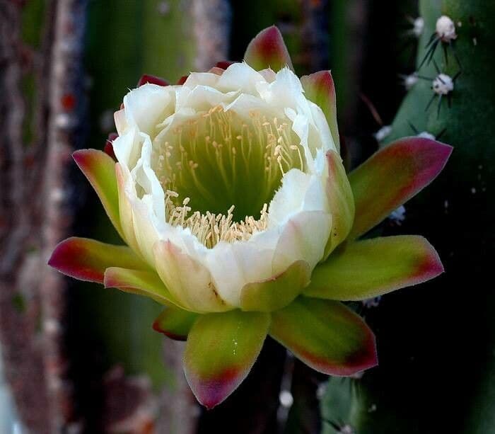 Cereus jamacaru