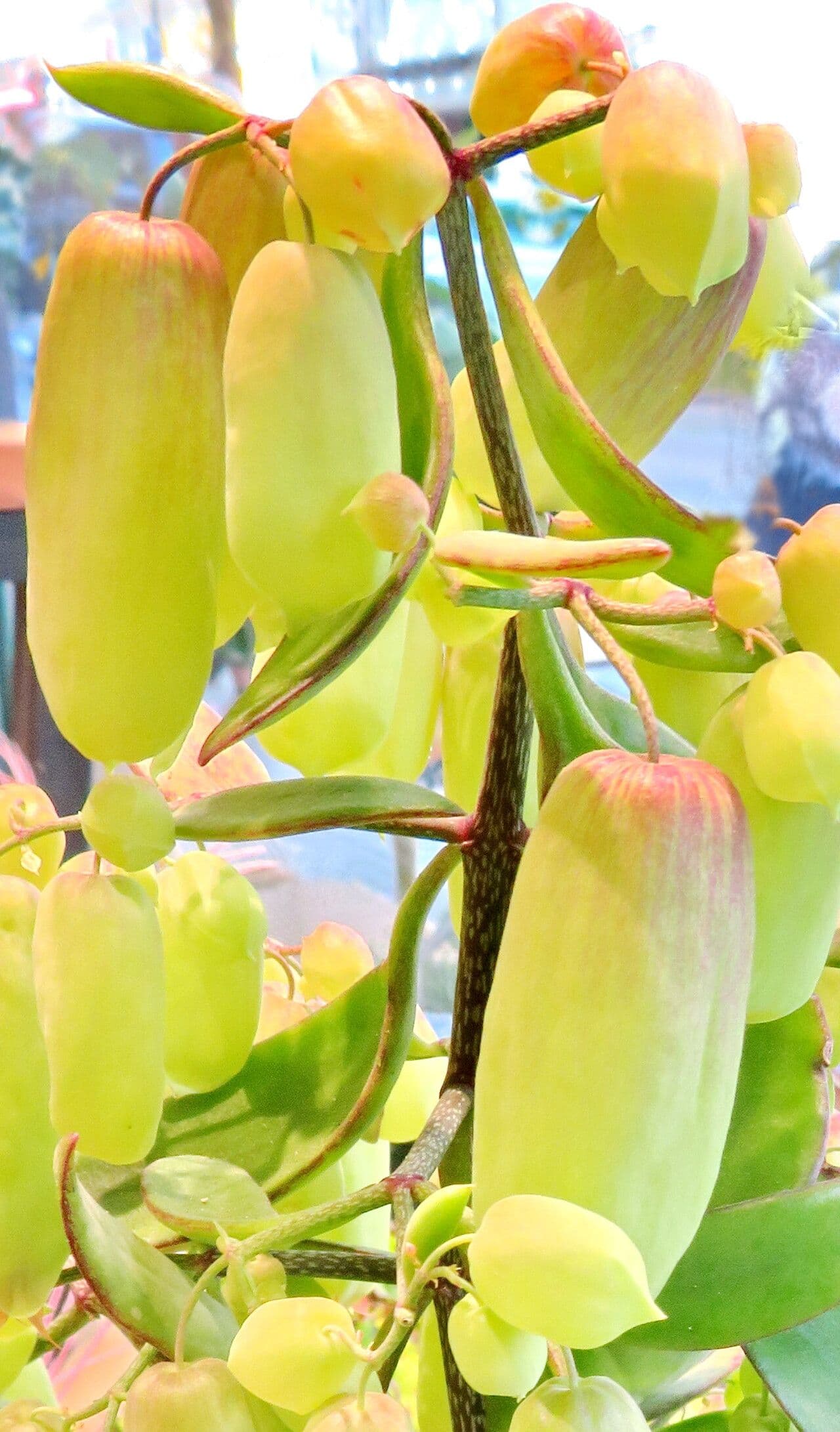 Kalanchoe pinnata