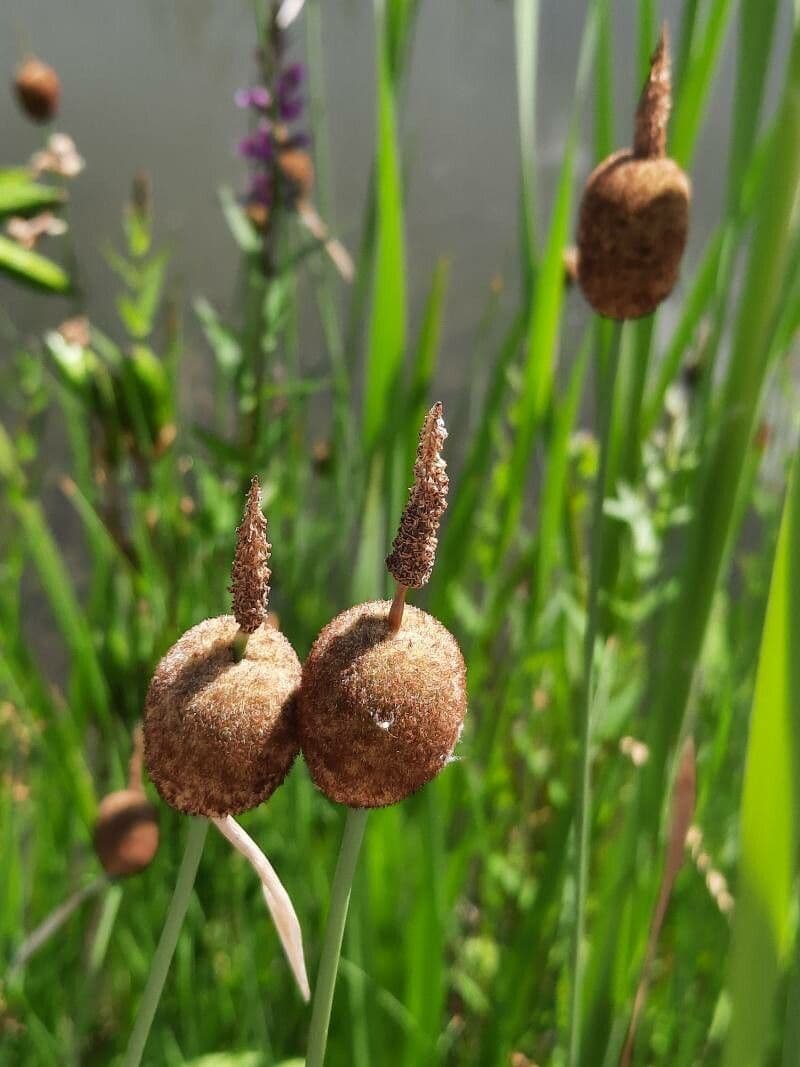 Typha minima