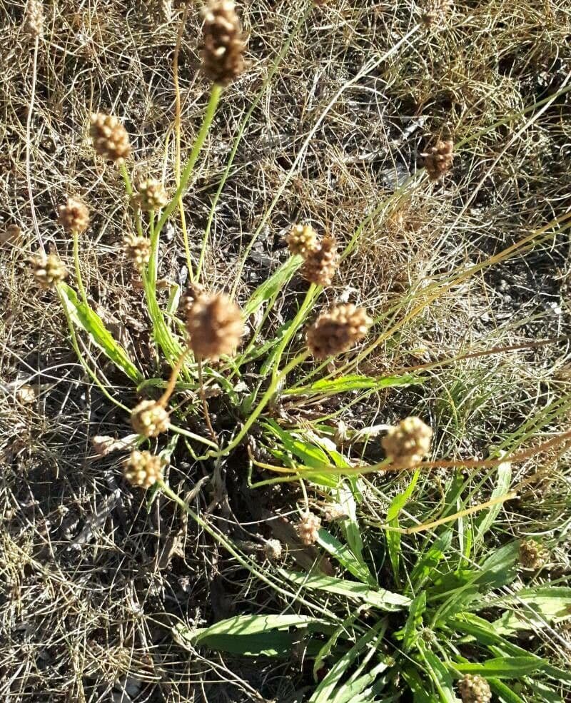 Plantago ovata