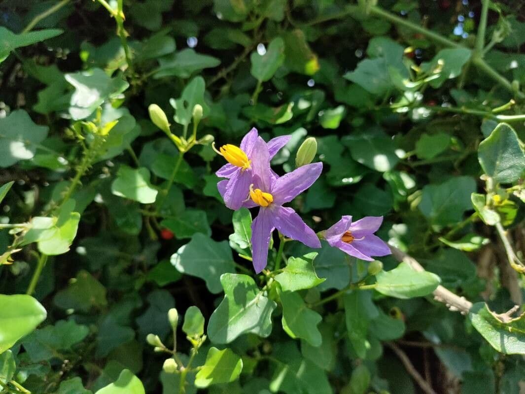 Solanum trilobatum