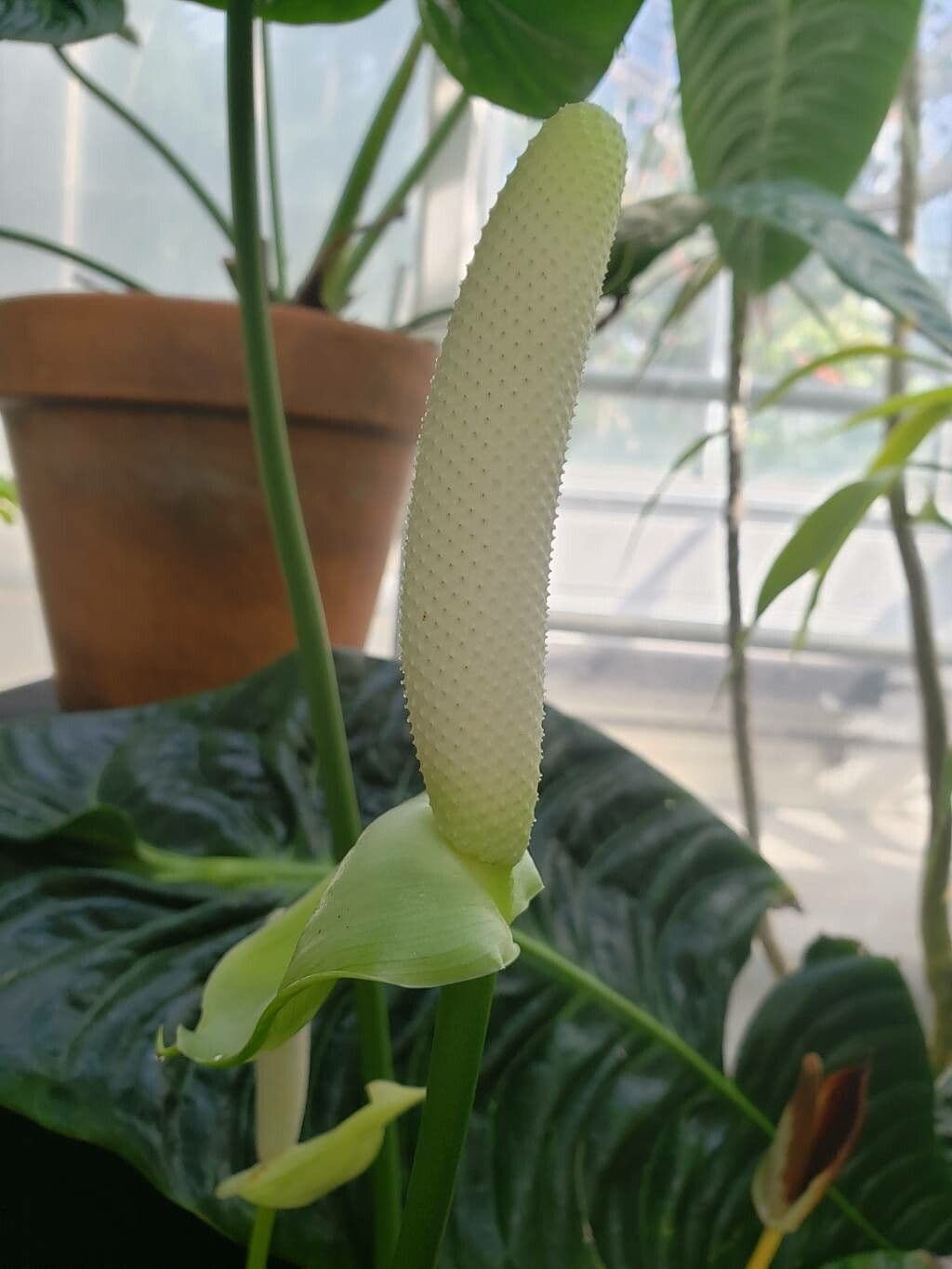 Anthurium veitchii