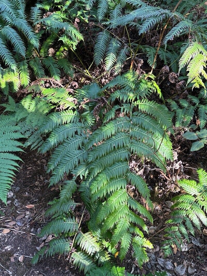 Woodwardia radicans