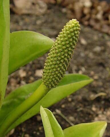 Arisaema triphyllum