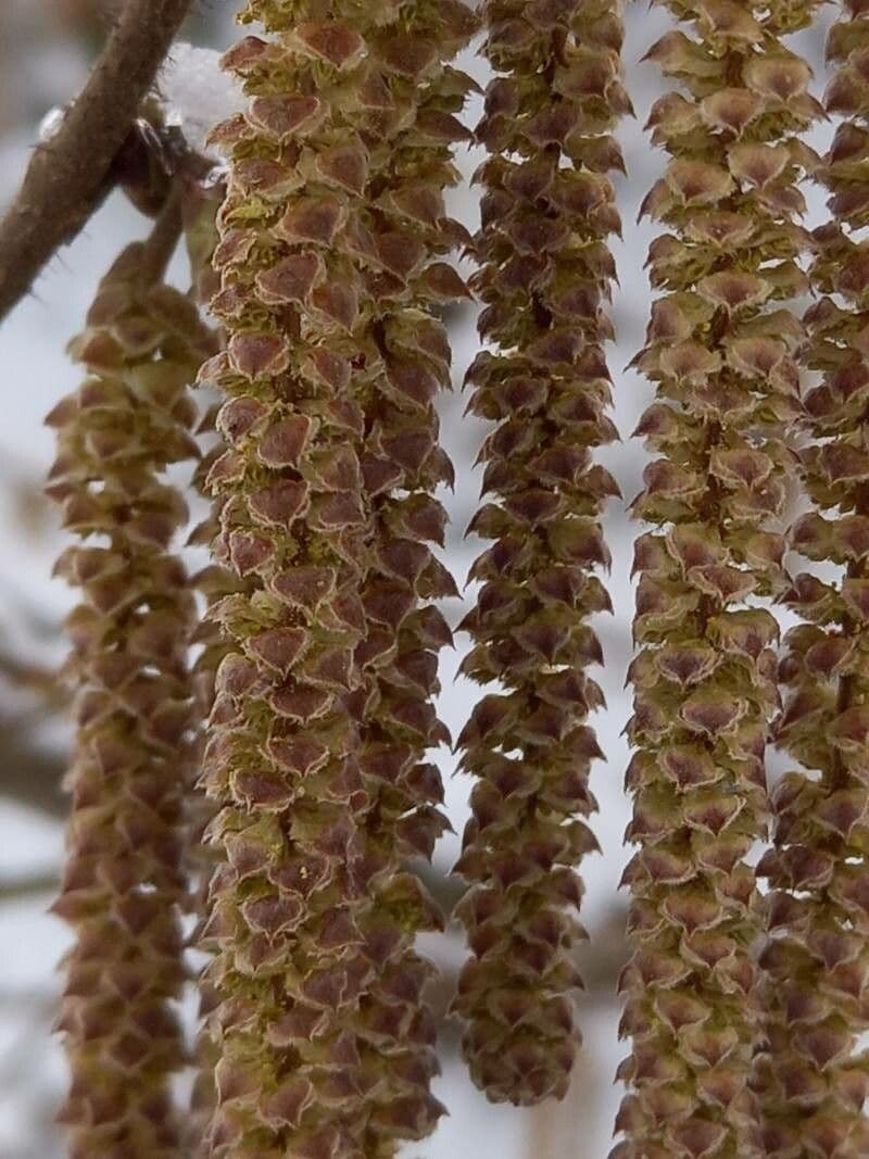 Corylus avellana