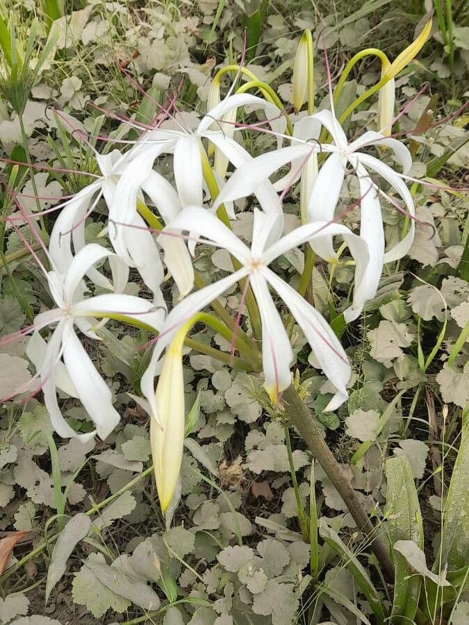 Crinum americanum