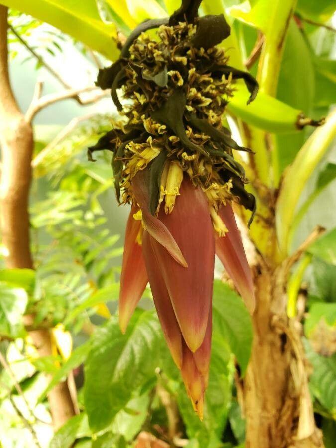 Musa acuminata